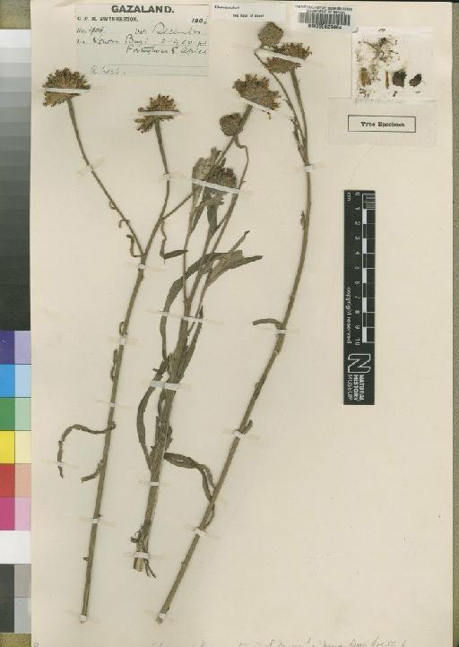 Vernonia kirkii Oliv. & Hiern - BM000629484