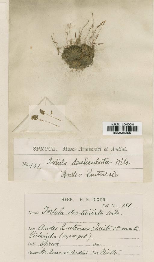 Tortula denticulata (Wilson) Mitt. - BM000872829