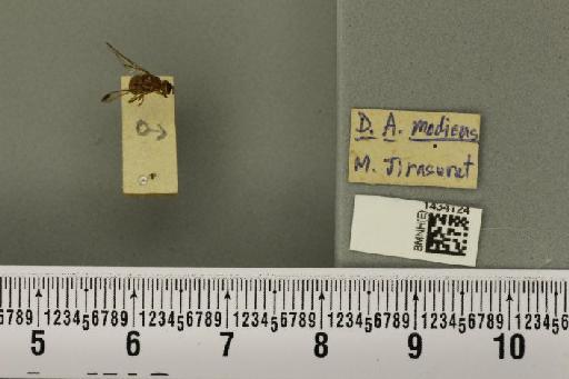 Bactrocera (Asiadacus) apicalis (De Meijere, 1911) - BMNHE_1434124_28352