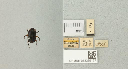 Liatongus femoratus (Illiger, 1800) - 013386137_772168_980338