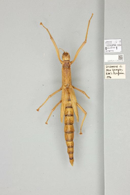 Megacrania alpheus alpheus (Westwood, 1859) - 012497778_73755_94503