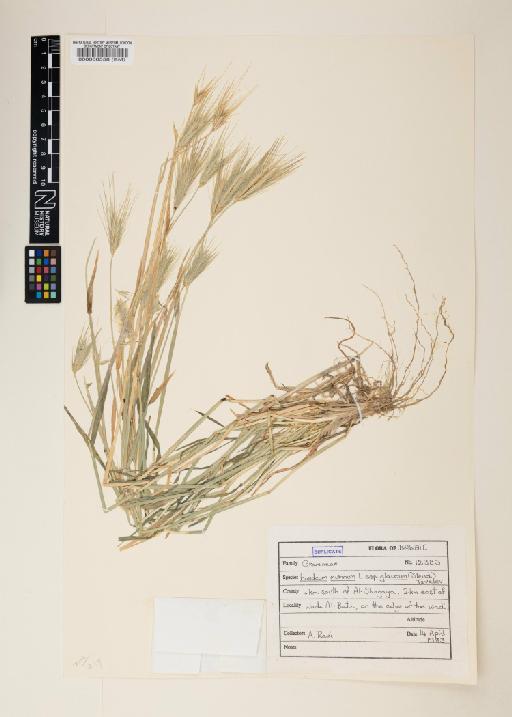 Hordeum murinum subsp. glaucum (Steud.) Tzvelev - 000060558