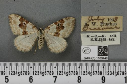 Xanthorhoe montanata montanata ab. lutescens Lempke, 1950 - BMNHE_1609449_312246