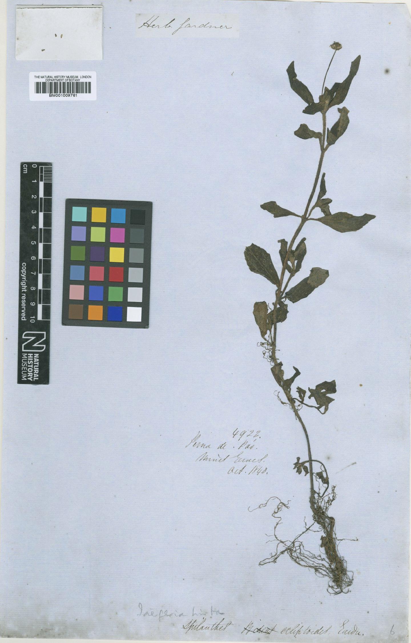 To NHMUK collection (Jaegeria hirta (Lag.) Less; Type; NHMUK:ecatalogue:621215)