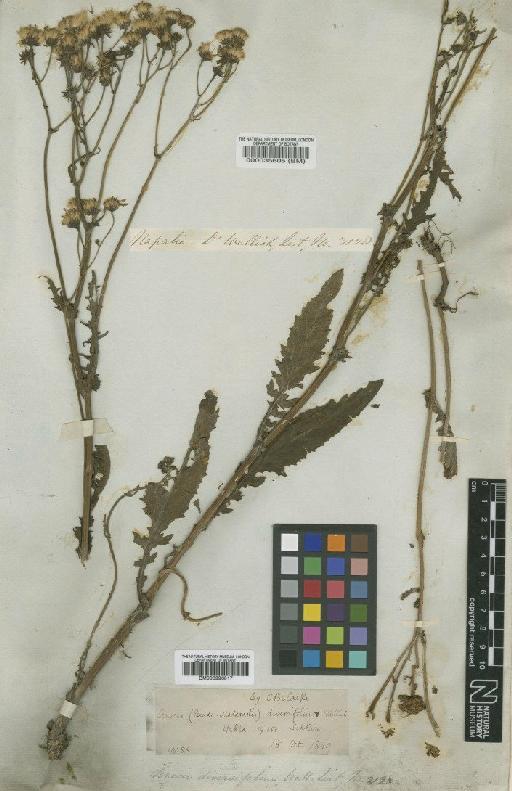 Senecio raphanifolius Wall. ex DC. - BM000996017