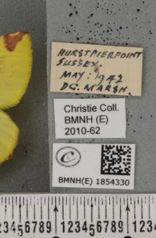 Opisthograptis luteolata (Linnaeus, 1758) - BMNHE_1854330_label_428265