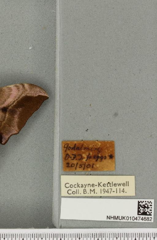 Smerinthus ocellata ocellata (Linnaeus, 1758) - NHMUK_010474682_label_524977