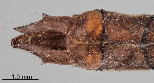 Macromia cupricincta Fraser, 1924 - Macromia_cupricincta-BMNHE_1242050-holotype-dorsal-anal_appendage-2.0x