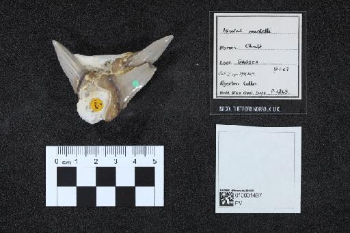 Isurus mantelli infraphylum Gnathostomata (Agassiz) - 010031497_L010040653