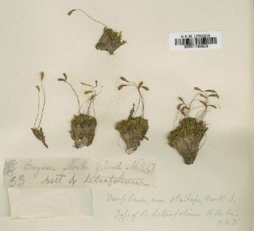 Bryum curvicollum Mitt. - BM001086503