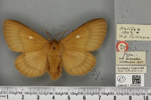 Lasiocampa quercus quercus ab. lurida Cockayne, 1951 - BMNHE_1524990_193938