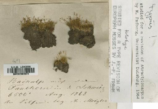 Atractylocarpus alpinus (Schimp. ex Milde) Lindb. - BM000866673 (2)