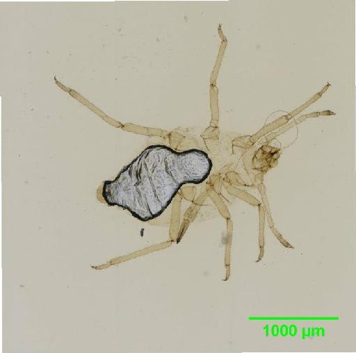 Forda formicaria von Heyden, C., 1837 - 010125743__2015_10_06-1_s2