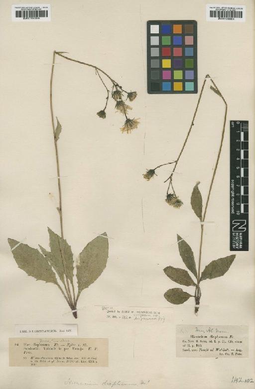 Hieracium vulgatum subsp. diaphanum (Fr.) Zach - BM001050956