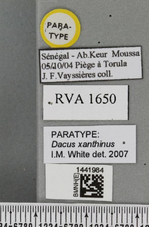 Dacus (Lophodacus) xanthinus White & Goodger, 2009 - BMNHE_1441984_label_39785