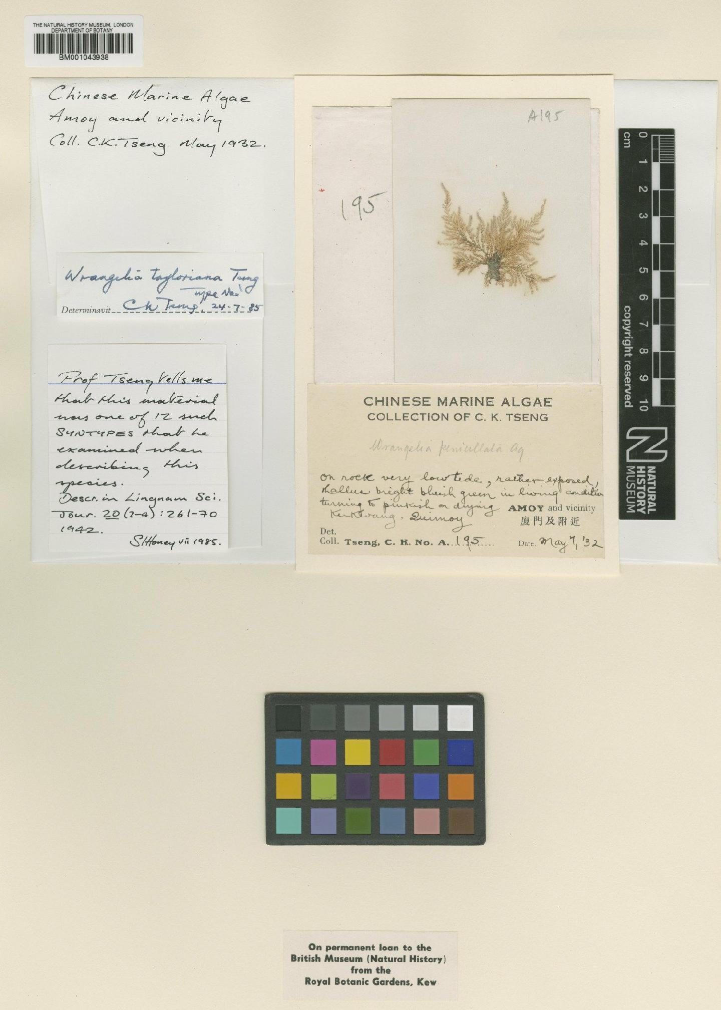 To NHMUK collection (Wrangelia tayloriana C.K.Tseng; Isotype; NHMUK:ecatalogue:2394260)