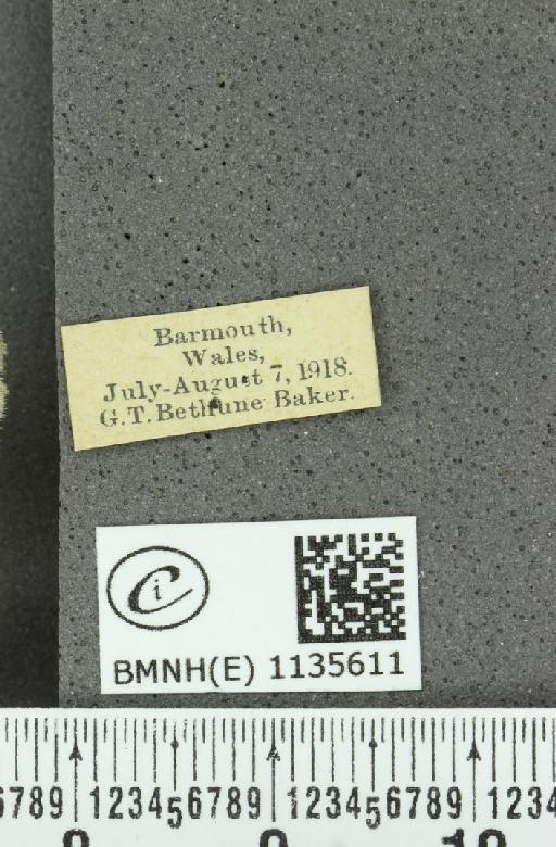 Coenonympha pamphilus (Linnaeus, 1758) - BMNHE_1135611_label_112574