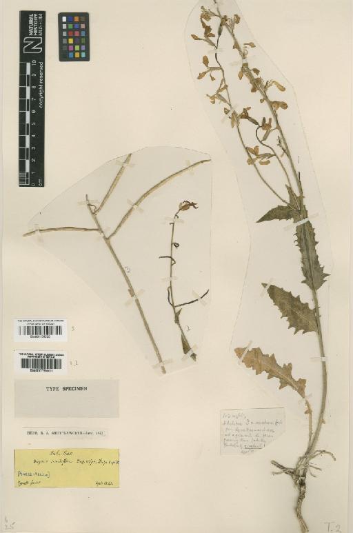 Hesperis laciniata All. - BM000750011