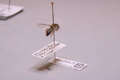 Colletes Latreille, 1802 - 013621557_additional_1