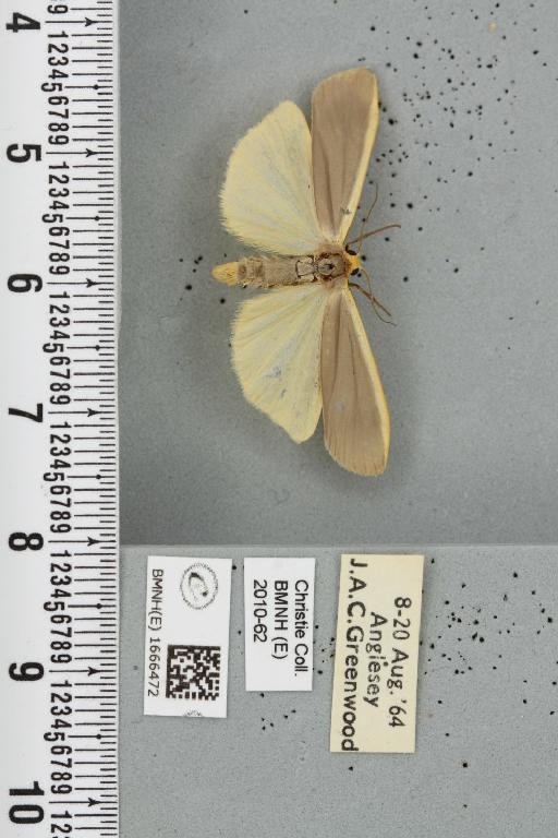Eilema lurideola (Zincken, 1817) - BMNHE_1666472_288270