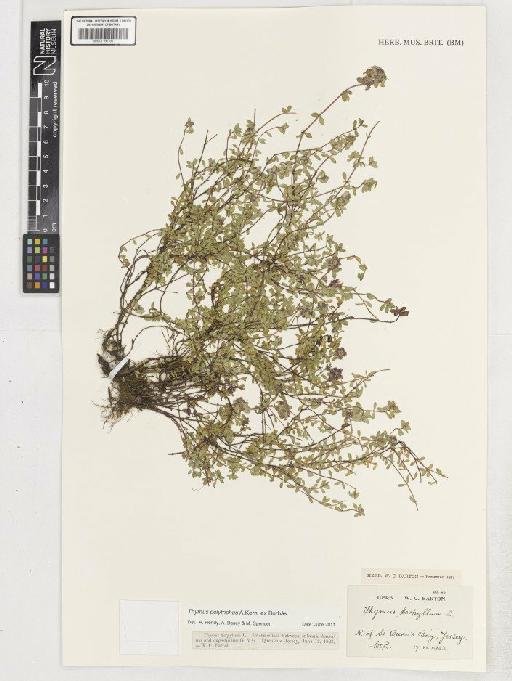 Thymus polytrichus subsp. britannicus (Ronniger) Kerguélen - BM001186186