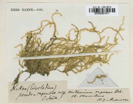 Aerobryopsis capensis (Müll.Hal.) M.Fleisch. - BM000987411