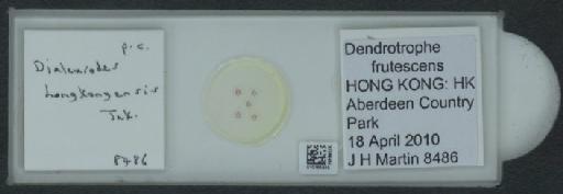 Dialeurodes honkongensis Takahashi, 1941 - 010165020_117715_1092019