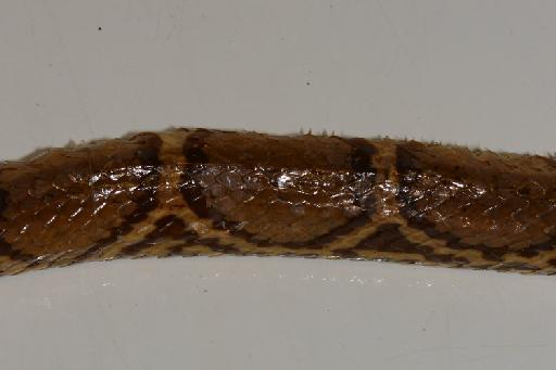 Elaphe taeniurus - Xenelaphis elilipsifer BMNH1946.1.7.36 type b.JPG