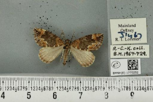 Dysstroma truncata truncata (Hufnagel, 1767) - BMNHE_1770252_351021