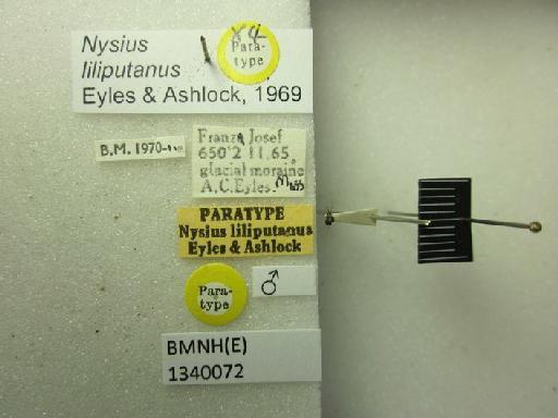 Nysius liliputanus Eyles & Ashlock, 1969 - Nysius liliputanus-BMNH(E)1340072-Paratype male dorsal & labels