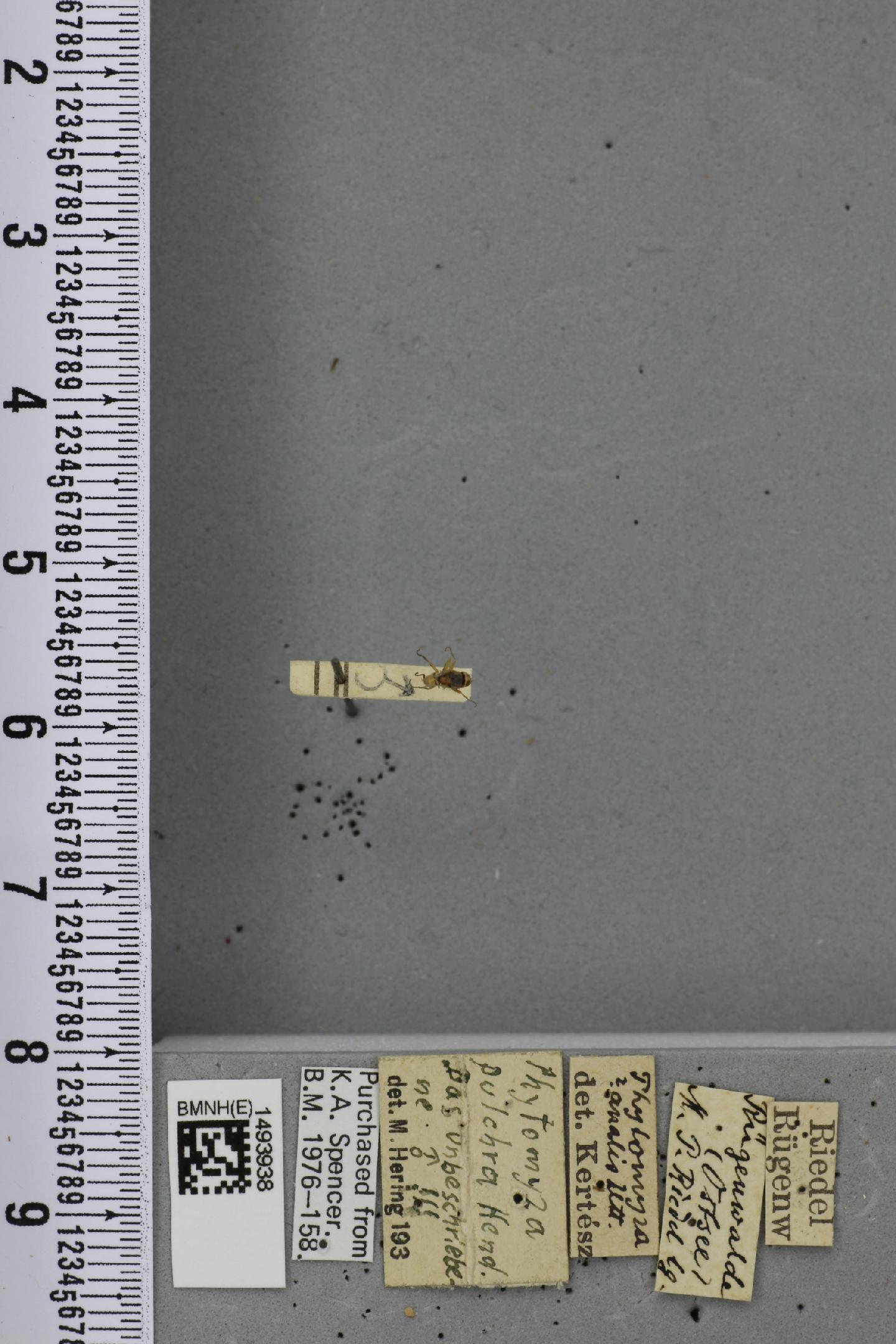 Phytomyza pulchra
