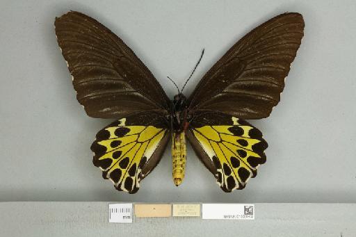 Troides helena cerberus Rothschild, 1895 - 013606452_additional