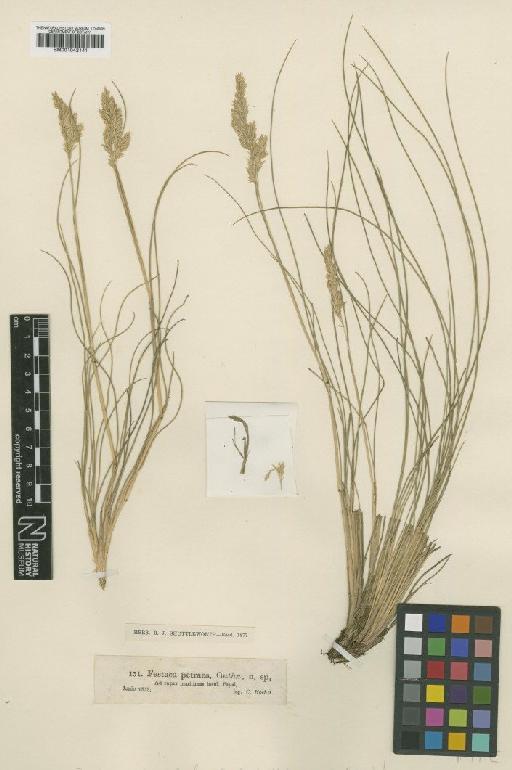 Festuca petraea Guthnick - BM001042141