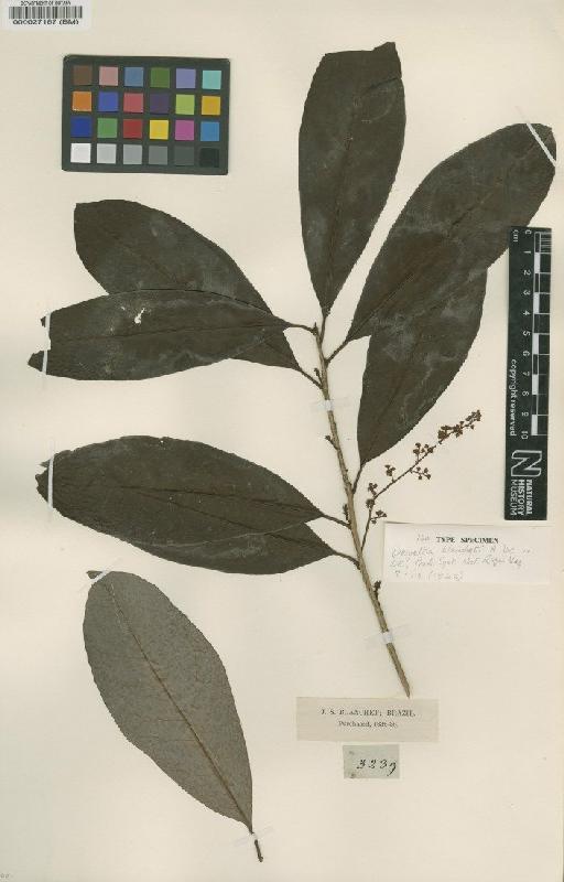 Weigeltia blanchetii A.DC. - BM000027167
