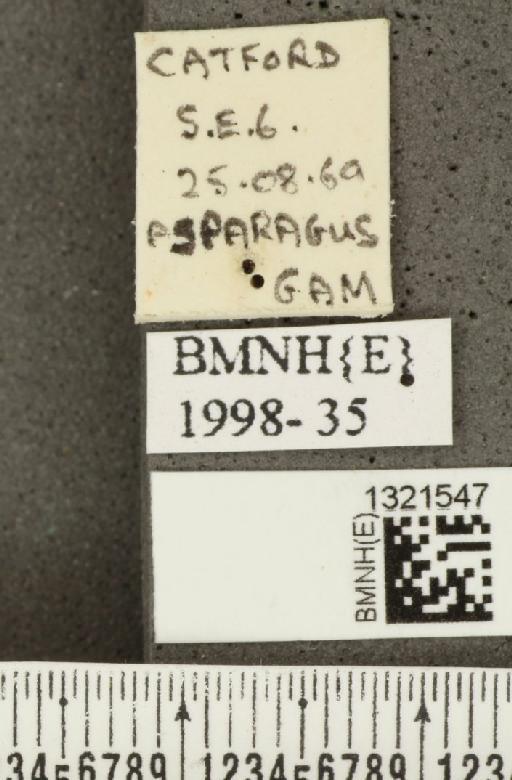 Crioceris (Crioceris) asparagi (Linnaeus, 1758) - BMNHE_1321547_label_11502