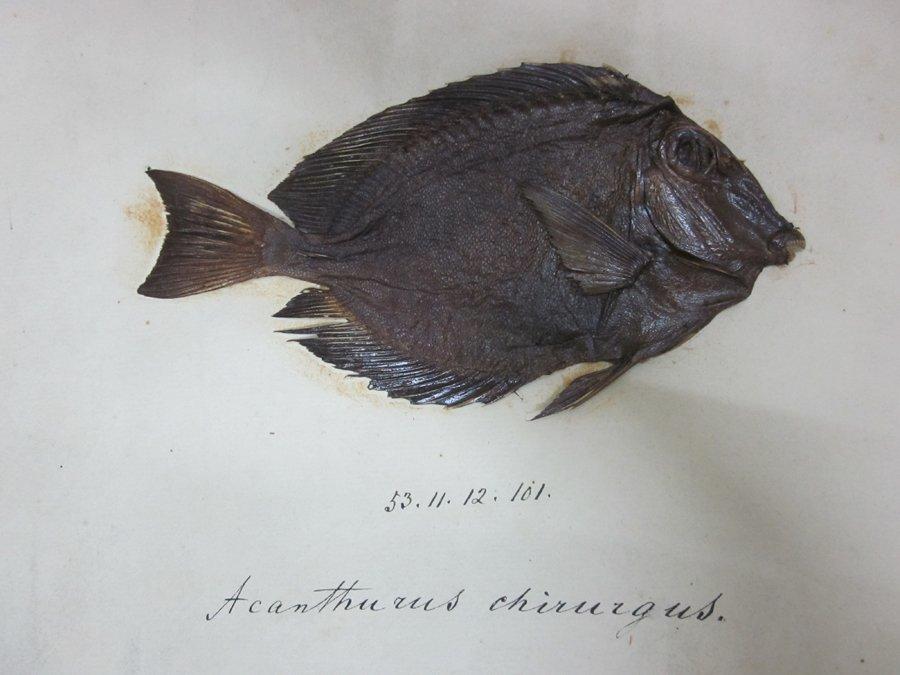 To NHMUK collection (Teuthis hepatus Linnaeus, 1766; SYNTYPE; NHMUK:ecatalogue:2584659)