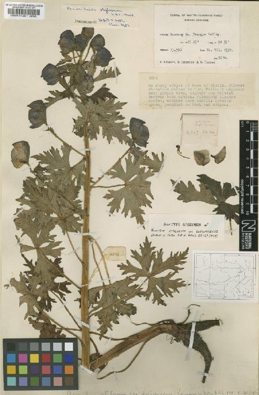 Aconitum stylosum Lauener - BM000514291