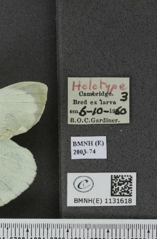 Pieris brassicae (Linnaeus, 1758) - BMNHE_1131618_label_97129