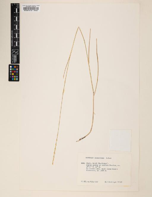 Elymus nodosus subsp. caespitosus (K.Koch) Melderis - 000064081