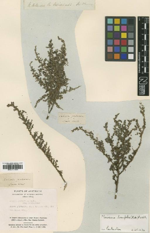 Maireana brevifolia (R.Br.) Paul G.Wilson - BM001015894