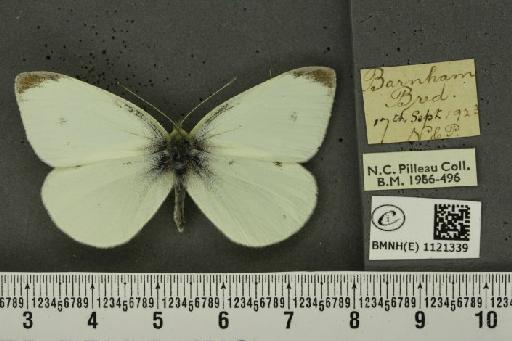 Pieris rapae rapae (Linnaeus, 1758) - BMNHE_1121339_79549