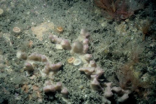 Haliclona viscosa - Porifera photographs