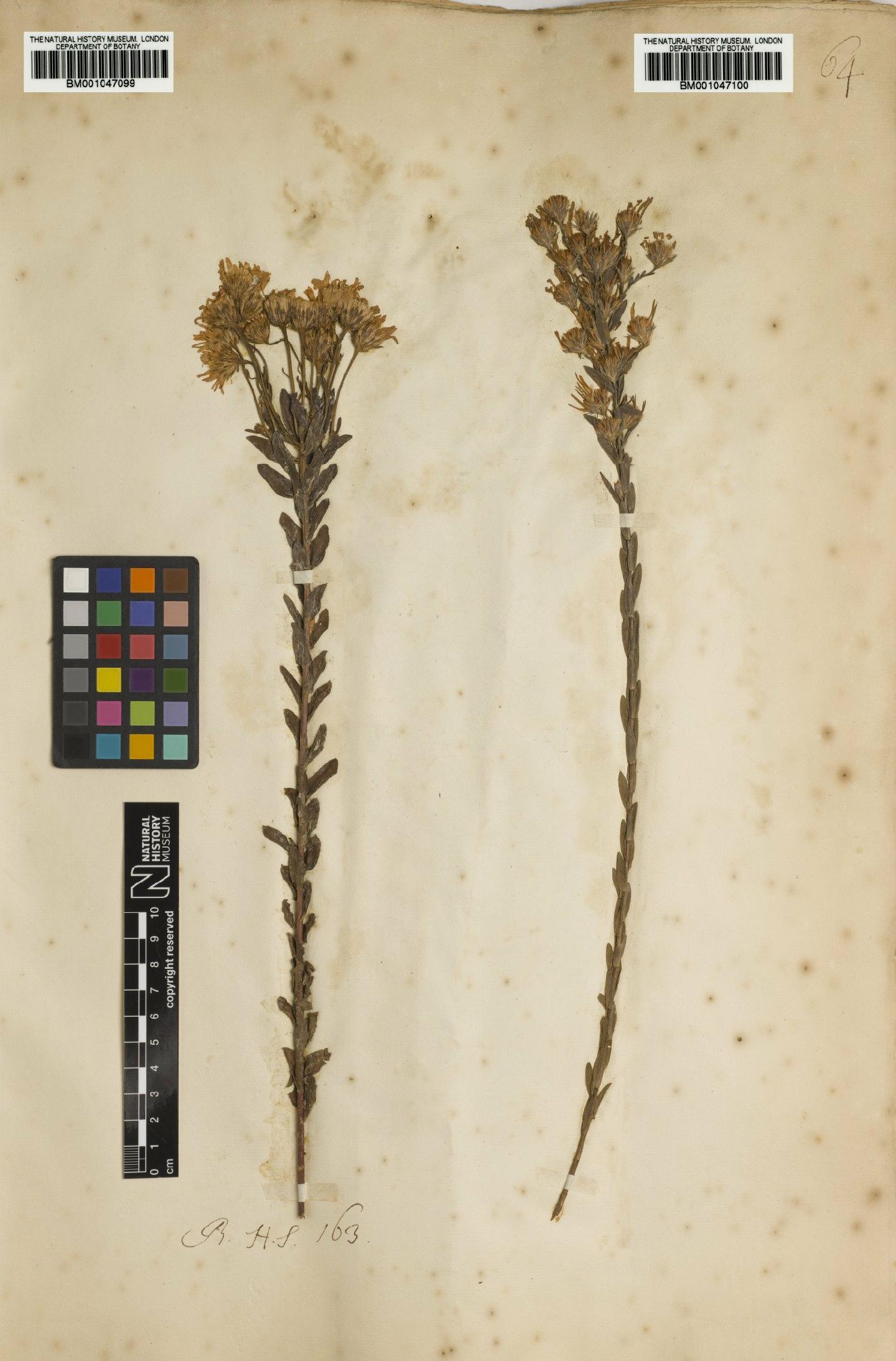 To NHMUK collection (Symphyotrichum concolor var. concolor (L.) G.L.Nesom; NHMUK:ecatalogue:2738132)