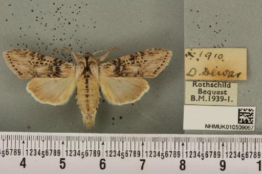 Cucullia absinthii (Linnaeus, 1761) - NHMUK_010509067_566768