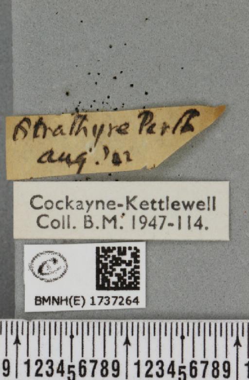 Entephria caesiata caesiata (Denis & Schiffermüller, 1775) - BMNHE_1737264_label_319832
