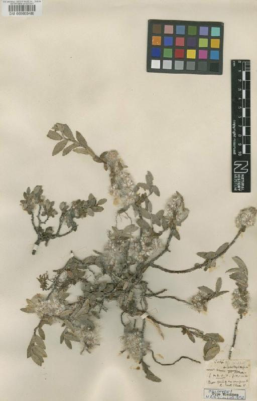 Salix brachycarpa Nutt. - BM000003488