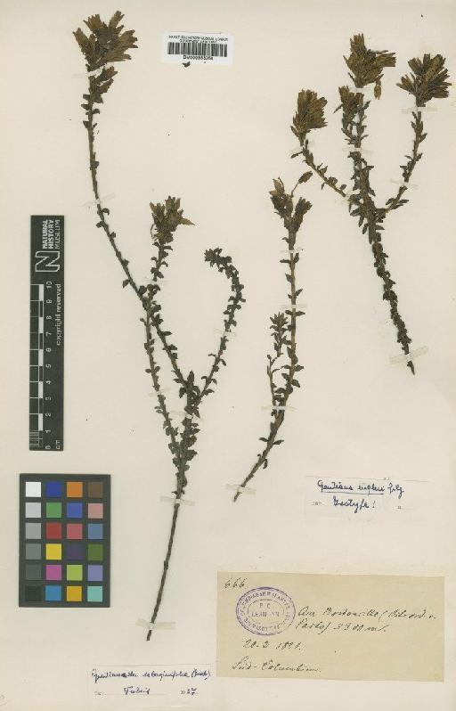 Gentianella selaginifolia (Griseb.) Fabris - BM000953054