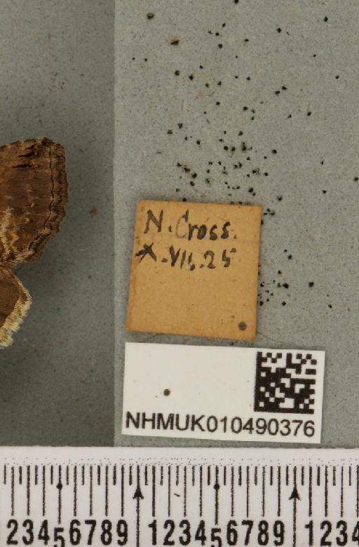 Abrostola triplasia (Linnaeus, 1758) - NHMUK_010490376_label_552757