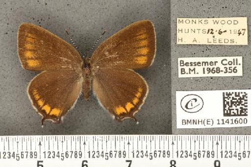 Satyrium pruni ab. excessa Tutt, 1907 - BMNHE_1141600_96138