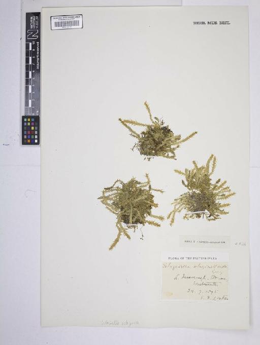 Selaginella selaginoides (L.) P.Beauv. ex Schrank & Mart. - BM001185105